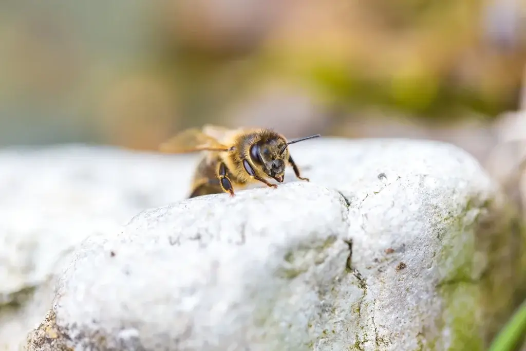 Types of bees: honey bees in North Carolina.