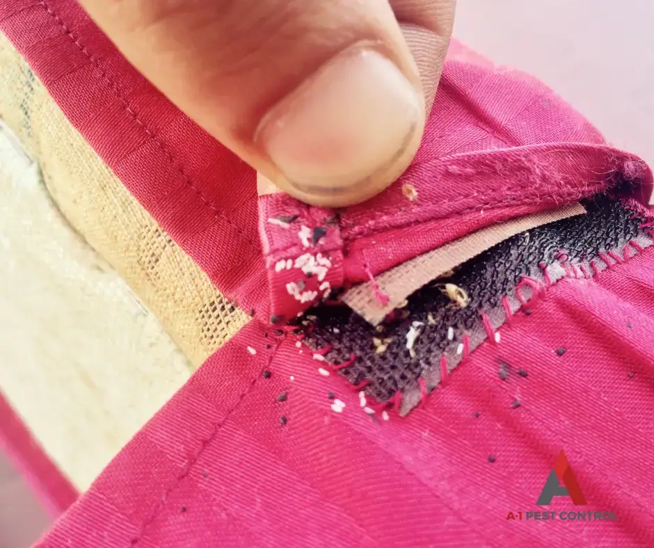 what are the signs of a bed bug infestation?