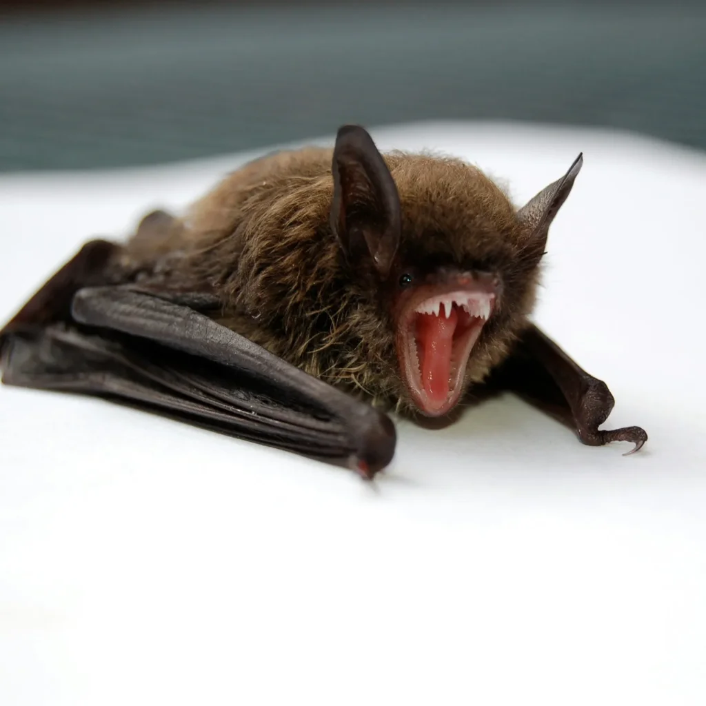 NC types of bats 
