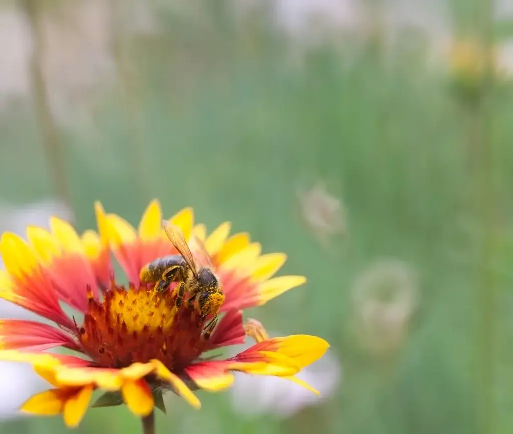 Picture of a bee for the blog about types of bees and bee stings in North Carolina.