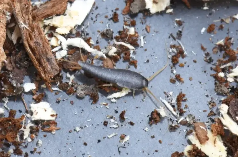 A photo of a silverfish among a pile of dirt and debris for the article titled, "What are silverfish?"