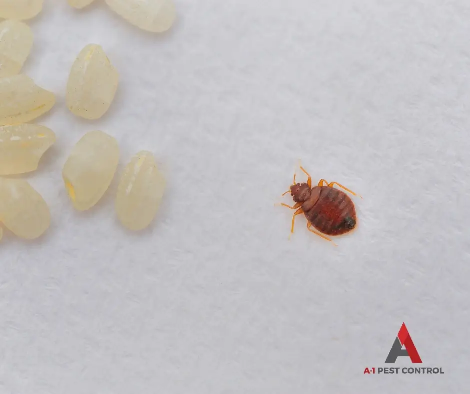 what attracts bedbugs?