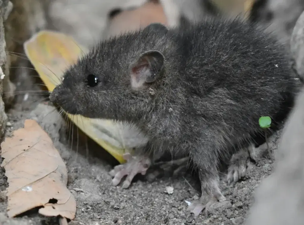 Keeping Rodents Out of the Home