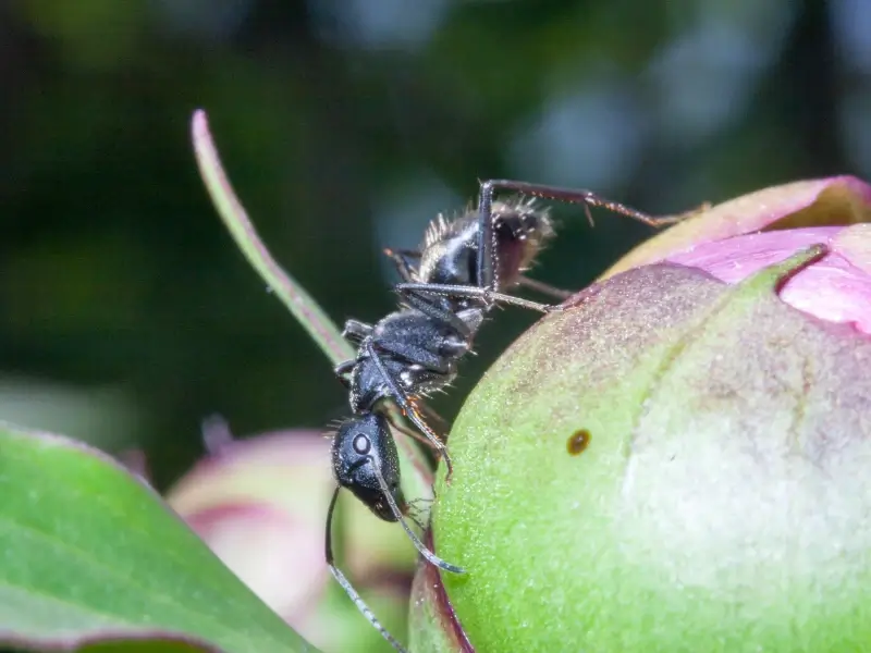 Carpenter ants are often found in areas with moisture problems