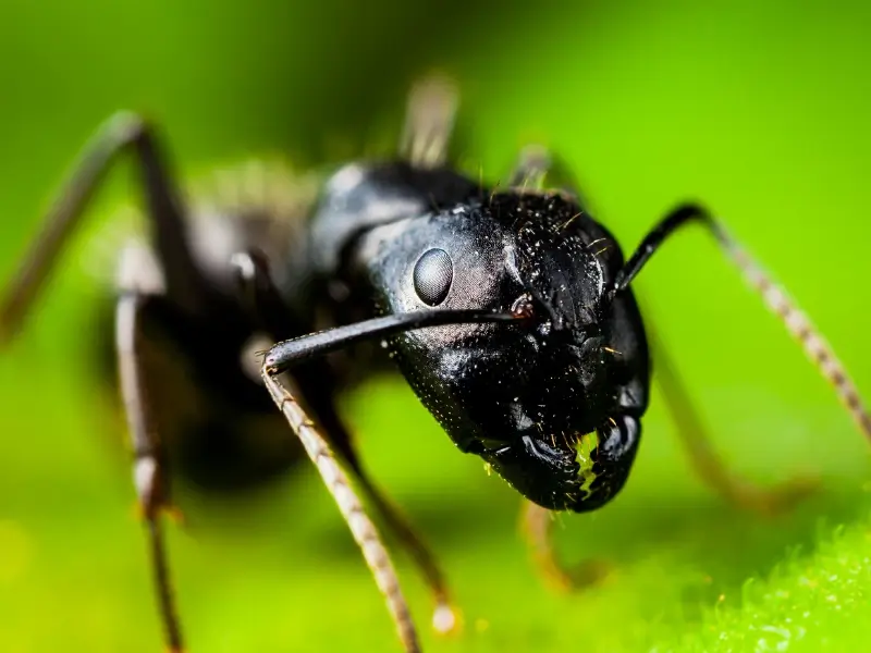 carpenter ants on a green leaf.