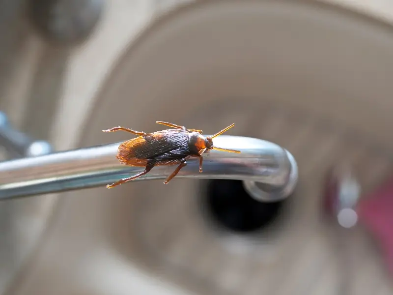 North Carolina Cockroaches