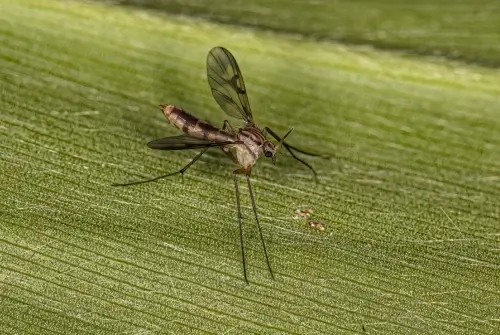 A gnat is resting on a leaf. This image is for the service page titled "Gnats."