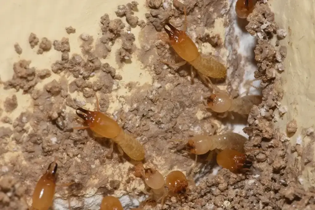 Signs of a Termite Infestation