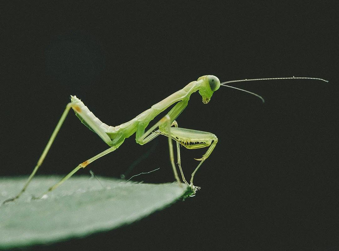 How The Praying Mantis is Good