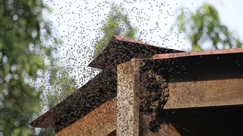 Bee Control