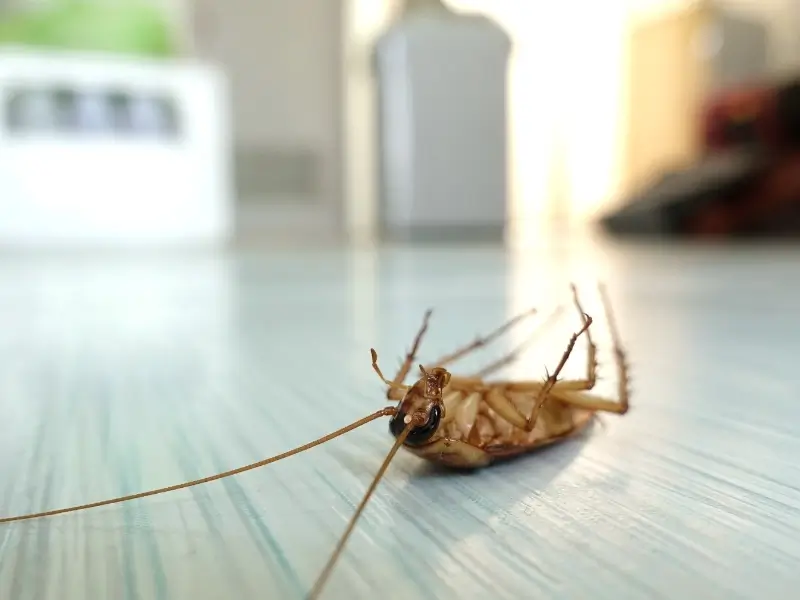 Basement Bug & Critter Guide