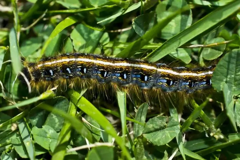 A caterpillar on the grass for the blog post titled, "Seasonal Pest Prevention Tips."