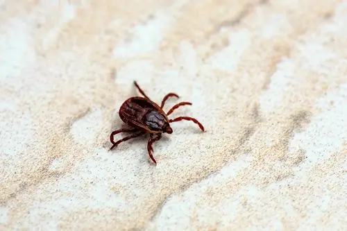 Brown Dog Tick