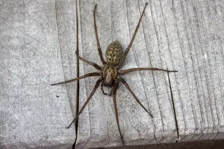 giant house spider