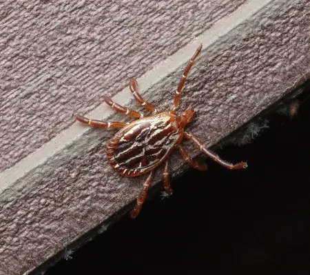 Gulf Coast Tick