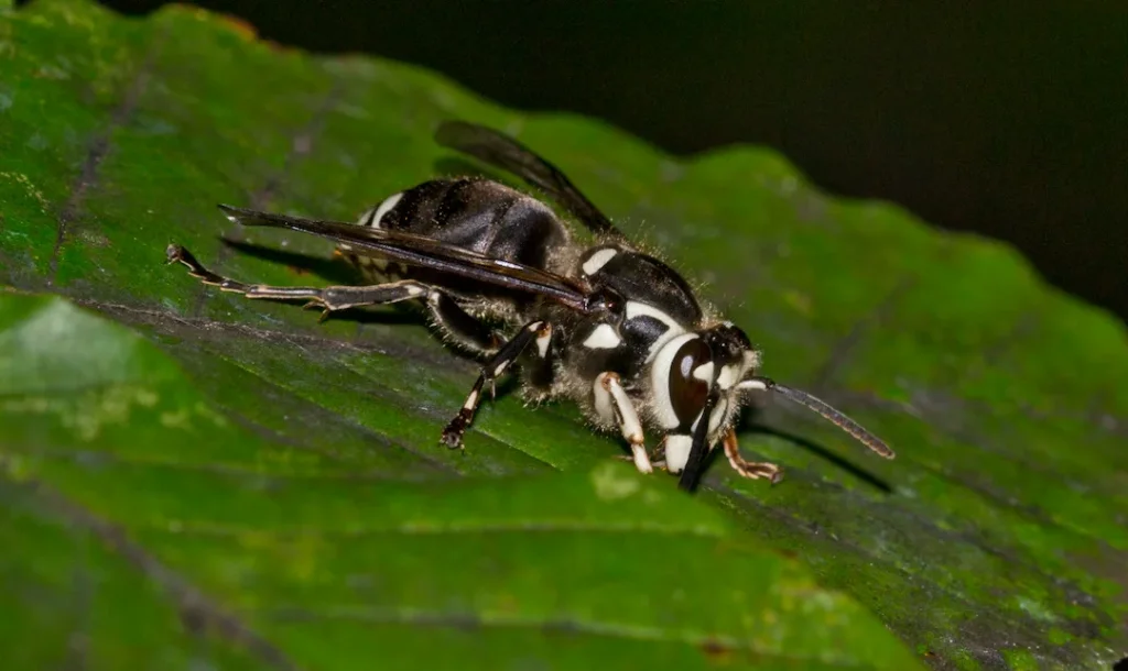 A hornet on a leaf for the service page titled, "Hornet Control."