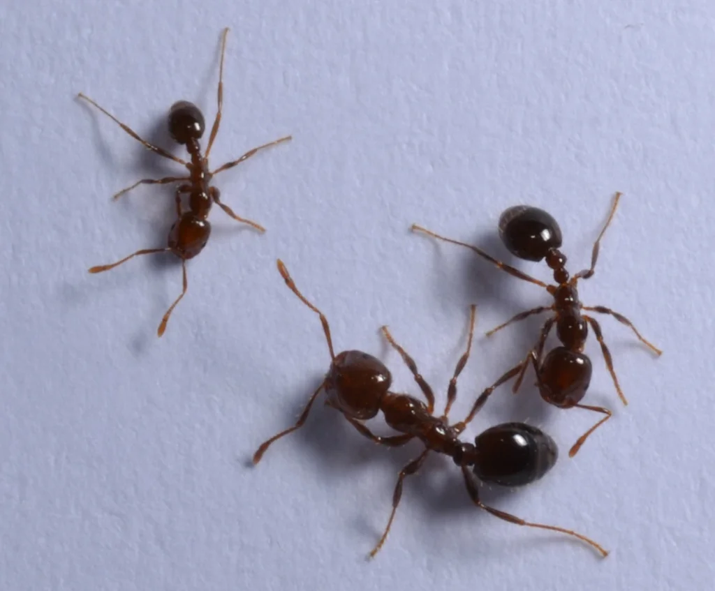 Three pavement ants on a piece of white paper. Pavement ants have dark brown or black bodies and lighter colored legs.