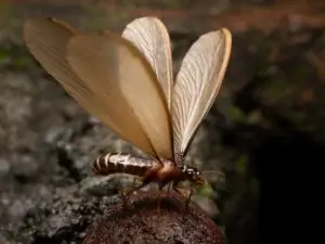 brown termite with wings - close up 