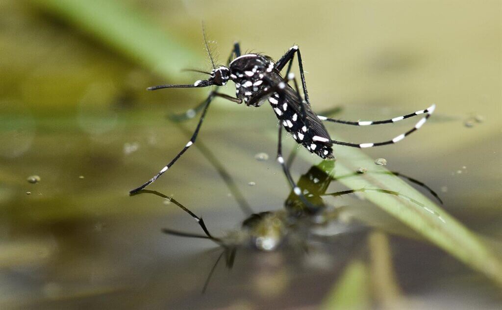 Hickory mosquito control