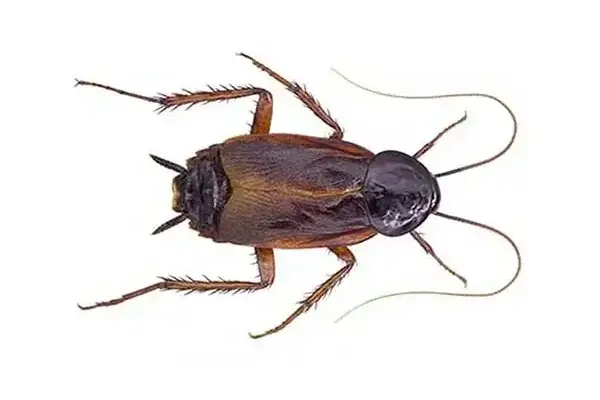 An oriental roach has a dark brown or black shiny body, as pictured here.