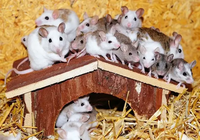 rodent prevention - image of mice