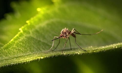 A mosquito on a green leaf. This image is for the service page titled, "Blowing Rock mosquito control." 