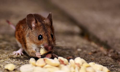 A mouse is munching on peanuts left on the floor. This image is for the service page titled, "Hickory rodent control."