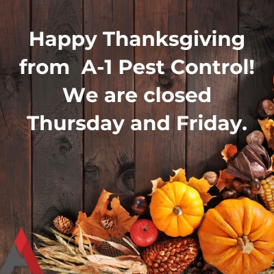 Thanksgiving graphic.