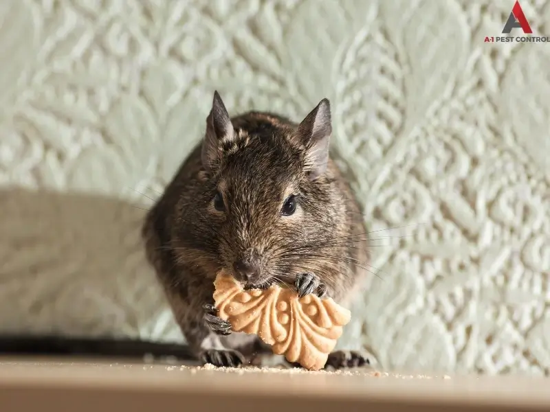 Blowing Rock rodent control prevents mice from eating cookies in your pantry as shown in this photo. 