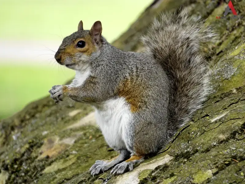 Blowing Rock wildlife control keeps squirrels from invading attics and crawl spaces.