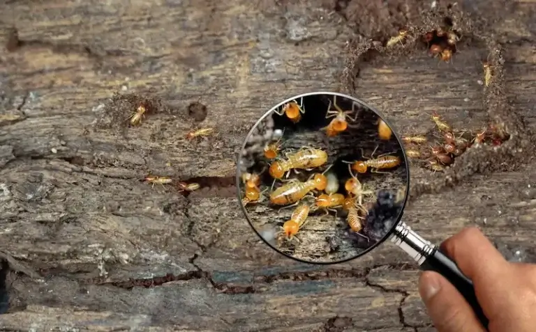 A magnifying glass inspecting termites on a piece of wood. This image is for the service page titled "Termite control Denver NC."