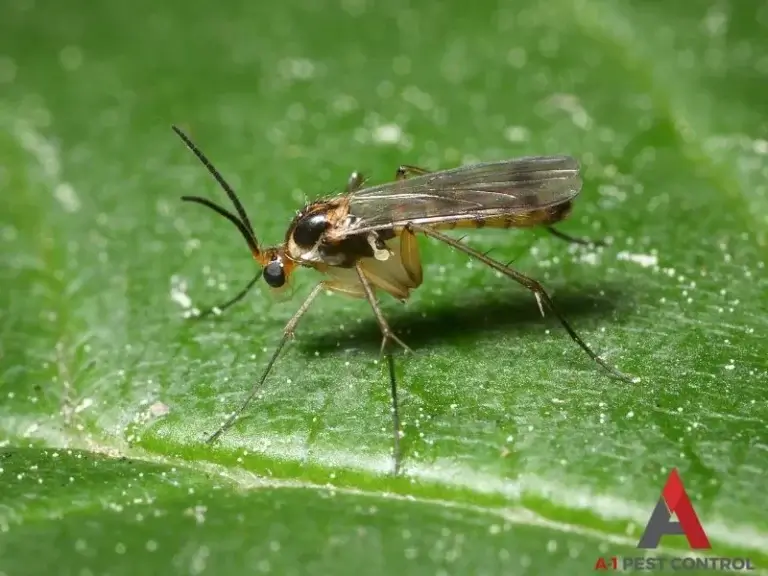 A fungus gnat on a green leaf. This photo is intended for the service page titled Fungus Gnats.