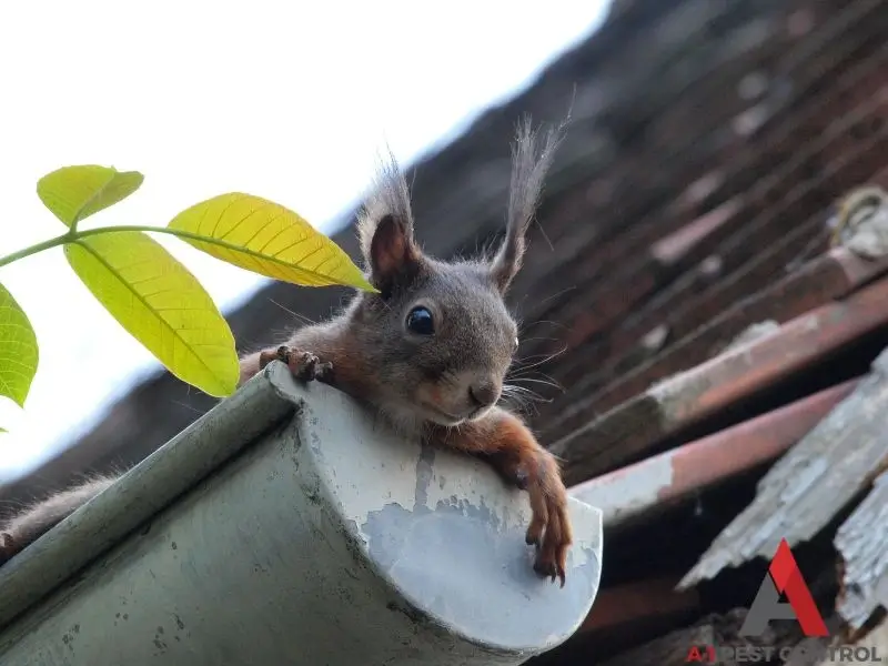 wildlife control in West Jefferson prevents squirrels from invading gutters as pictured here.