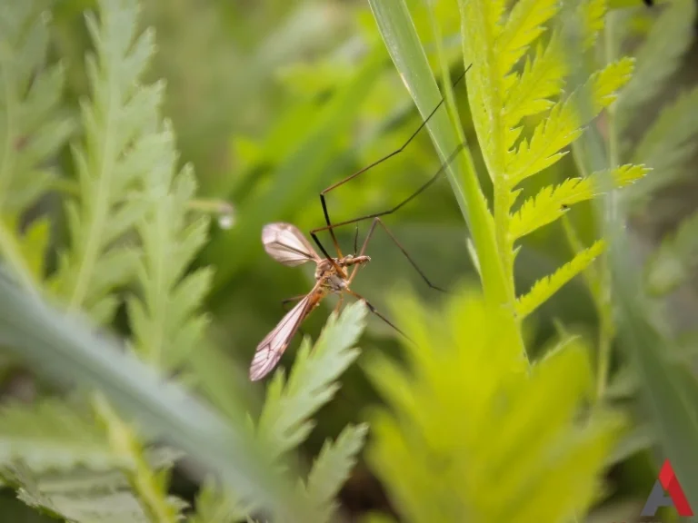 A gnat on a plant for the page titled Gall Gnats.