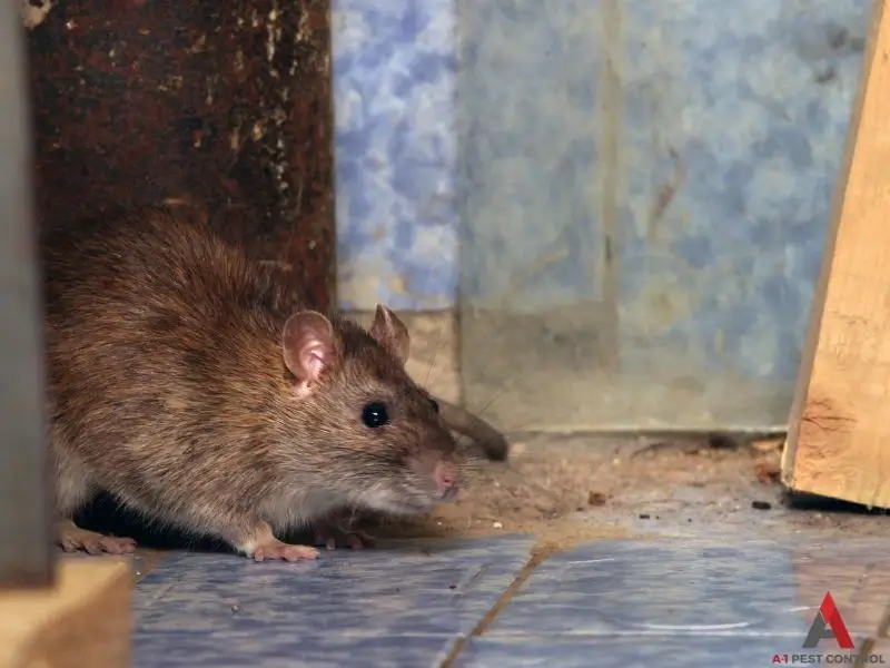 Rats entering a home