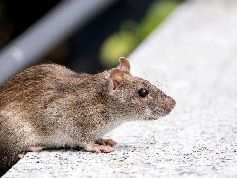 A rat crawling onto a shelf. 