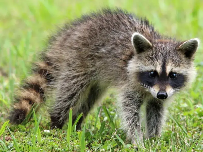 A racoon in the grass. This image is for the service page titled Wildlife Control in Huntersville, NC. 