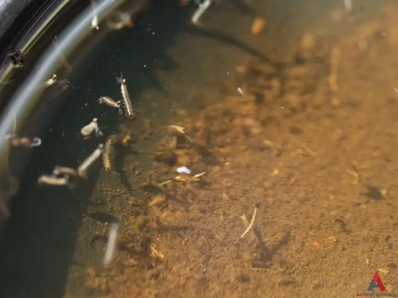 A pool of mosquito larvae Aedes albopictus (Asian Tiger Mosquito)