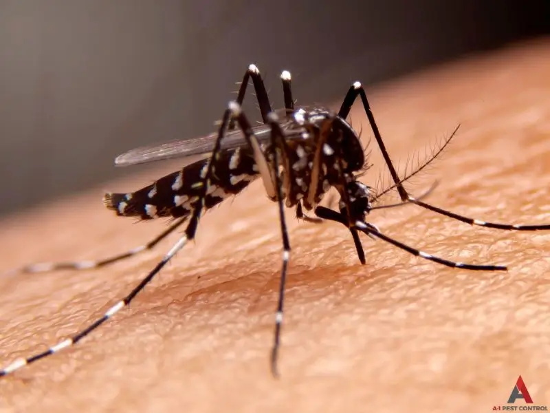 A close up image of an Asian Tiger Mosquito with distinct stripes