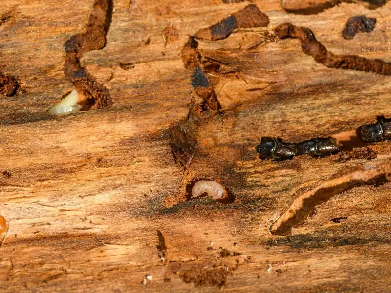Termites in wood. This image is the featured image for the service page "Termite control in Banner Elk, NC." 