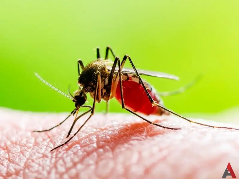 Yellow fever mosquito