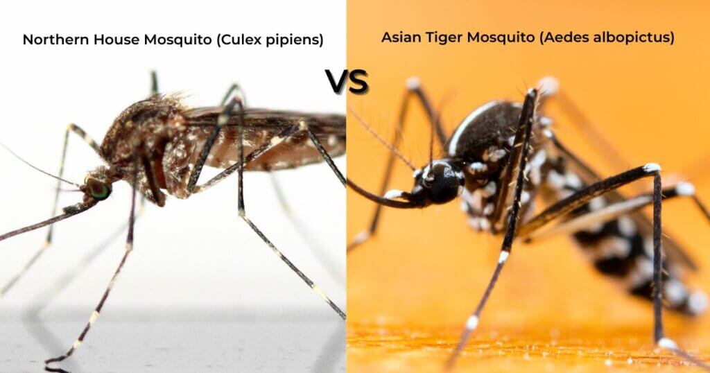 Northern House Mosquito vs Aedes