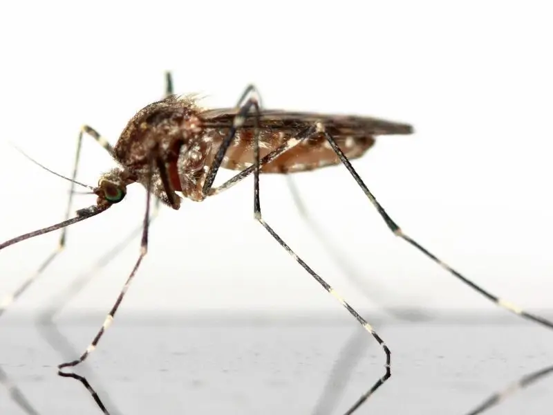 A Northern House Mosquito has a brown body and bands on its legs.