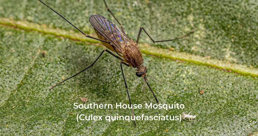 A Southern House Mosquito on a green leaf