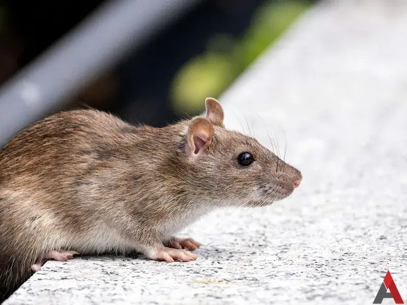 A rat. This image is meant to accompany the page titled Rodent Control in Banner Elk, NC.