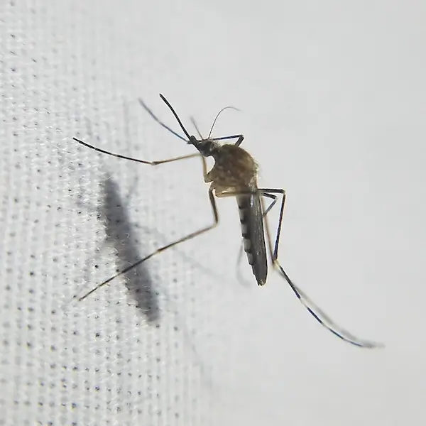 Aedes Canadensis identification and control