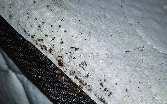 asheville nc bed bug infested mattress