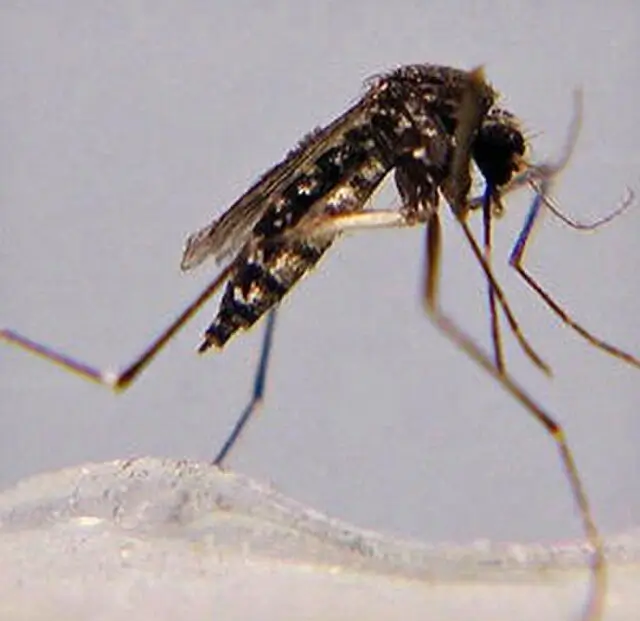 black salt marsh mosquito identification