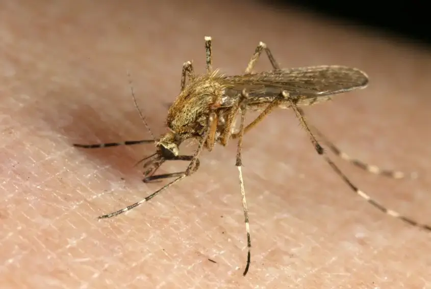marsh mosquito identification