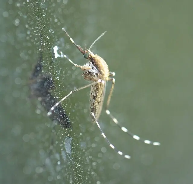 summer salt marsh mosquito identification